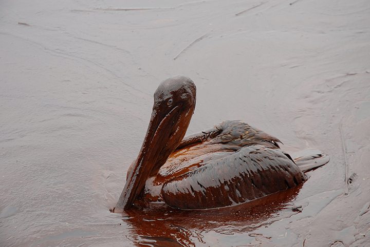 Oiled pelican