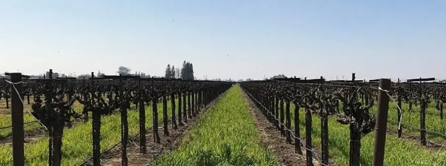 vineyard